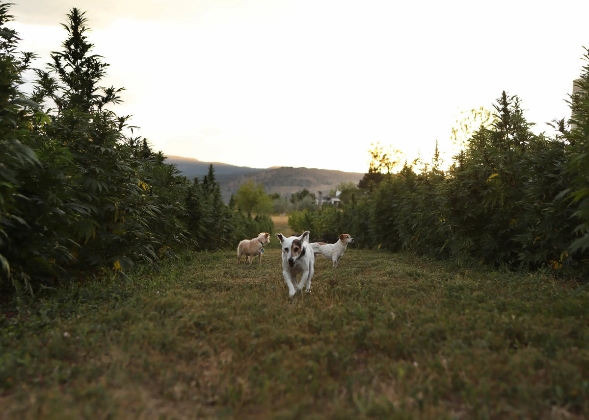 Why Is My Dog's Nose Dry? What It Means and When to Worry