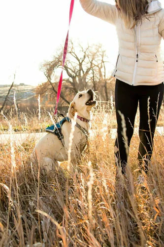 Yellow lab with owner in a field. Read this blog to learn how to boost quality of life for dogs