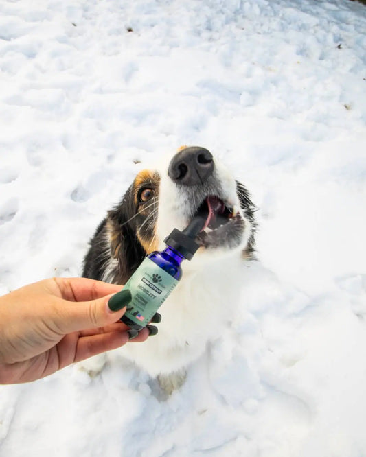Here’s What A Retired Teacher Making $70,000 Spends On Her Pup Every Month