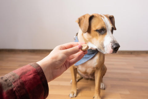 Dog Loss Of Appetite