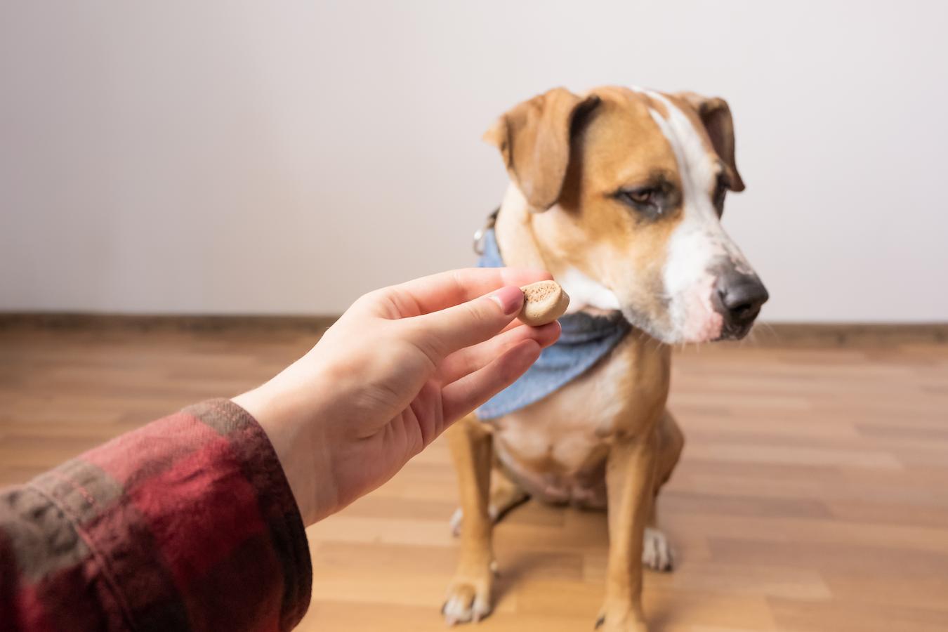 What To Do When Your Dog Has a Loss of Appetite