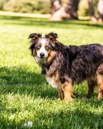 6 Mental Stimulation for Dogs Ideas