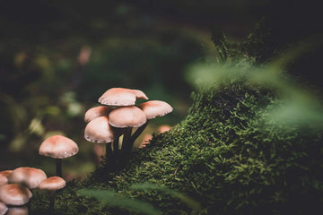 Natural mushrooms growing on a mossy tree