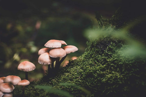 Natural mushrooms growing on a mossy tree