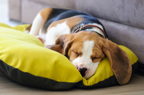 Dog curled up asleep on a bed, illustrating how many hours dogs sleep a day
