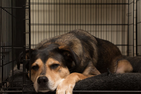 Black and tan dog resting calmly inside an open wire crate during crate training