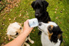 Dog Supplements for Skin and Coat: What Actually Helps