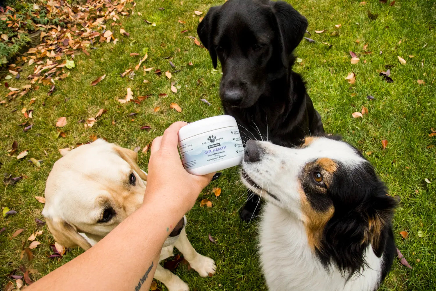 Dog Supplements for Skin and Coat: What Actually Helps