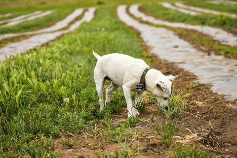 Dog scratching behind the ear outdoors, showing what dog itchy skin looks like day to day