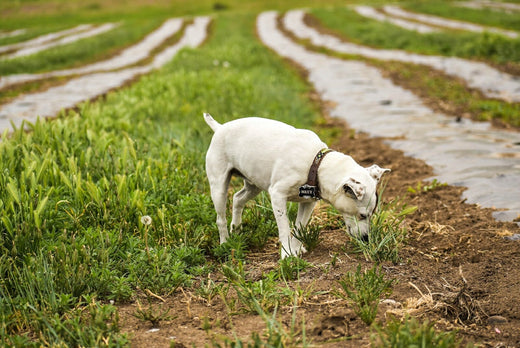 What Can I Give My Dog for Itchy Skin