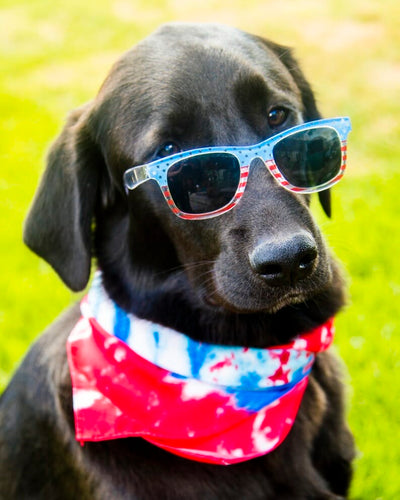 Black lab with sunglasses and USA bandana. Learn how to calm a dog during thunderstorms with CBD & more