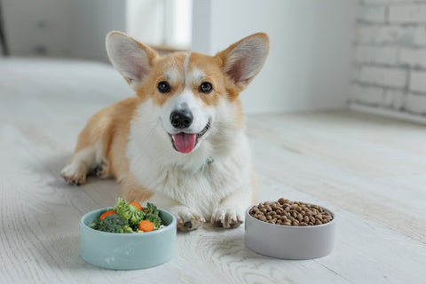 Dog eating a bowl of whole foods including fresh vegetables and meat as part of a species appropriate diet.