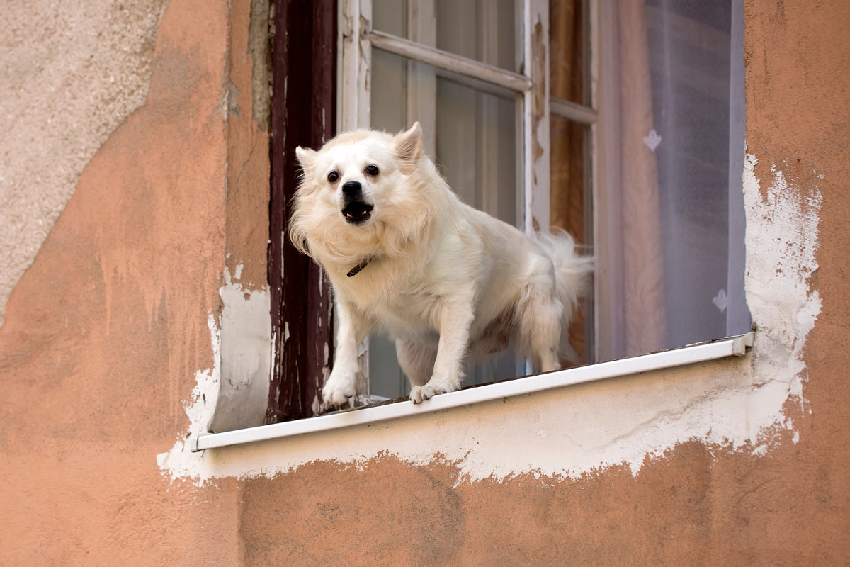 Why Do Dogs Bark at Nothing? What Your Dog Is Really Reacting To