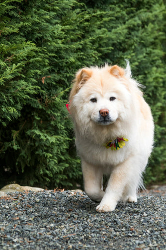 Gut Instincts: How to Promote Healthy Dog Digestion