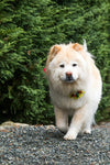 How to Promote Healthy Dog Digestion: Diet, Supplements, and Gut Support