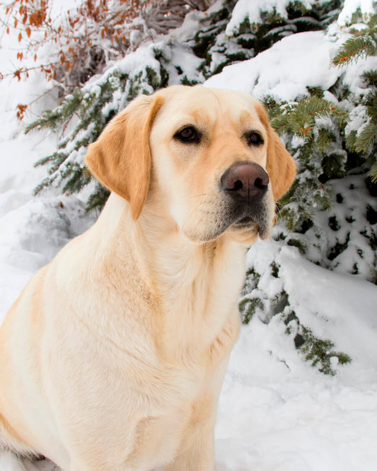 What to Know About Supplements for Immune Support for Dogs