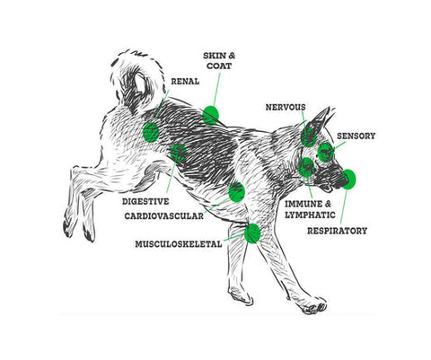 Diagram of CB1 and CB2 receptor locations in a dog, part of the canine endocannabinoid system