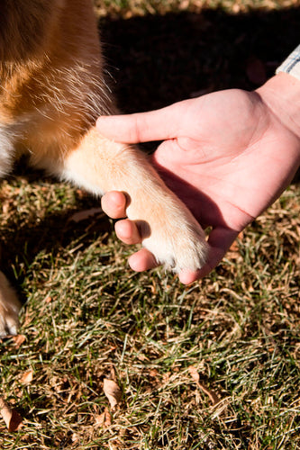 Close up of a dog's paw pads and the hair between the toes, the warm humid space where corn chip paw odor comes from.