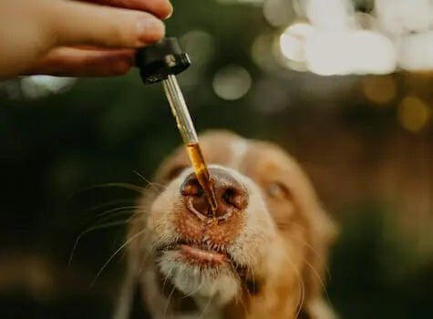 Sean Zyer of Earth Buddy: The Truth About How CBD & Medicinal Mushrooms Might Help Your Pet