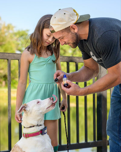 7 Reasons to Try Hemp Dog Products For Your Pet