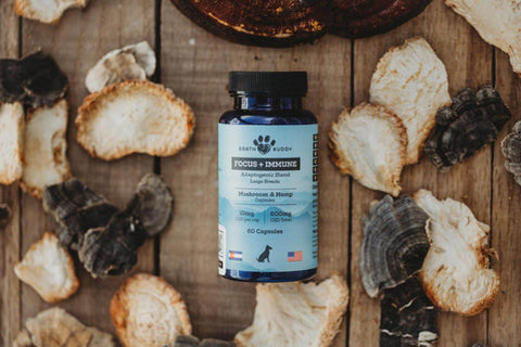 What Are Functional Mushrooms for Dogs?