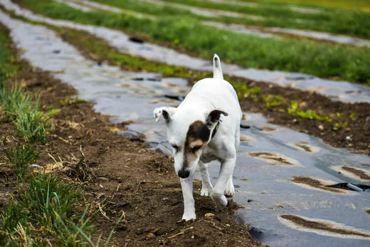 Maxx, an older, small breed dog walking on the Earth Buddy farm. Maxx has experienced the benefits of using Glutathione for dogs.