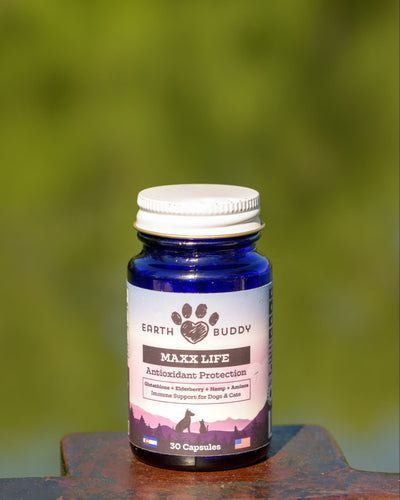Glutathione for Dogs: 10 Benefits of the Master Antioxidant