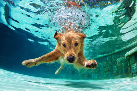 Glycine For Dogs