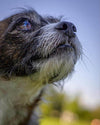 Gut Health for Pets: Prebiotics, Probiotics, and Postbiotics Explained