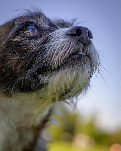 Gut Health for Pets: Prebiotics, Probiotics, and Postbiotics Explained