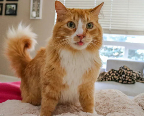 Content orange tabby cat relaxing on bed, displaying happy cat body language