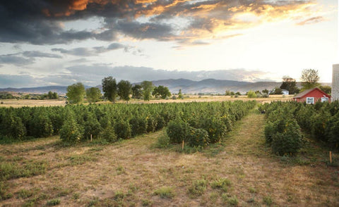 Pet Wellness: Harnessing the Power of CBD and CBG Together
