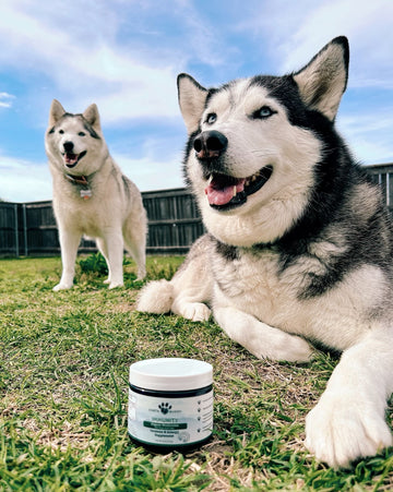 2 Siberian huskies with white & black coats calmly laying in grass with jar of medicinal mushrooms.