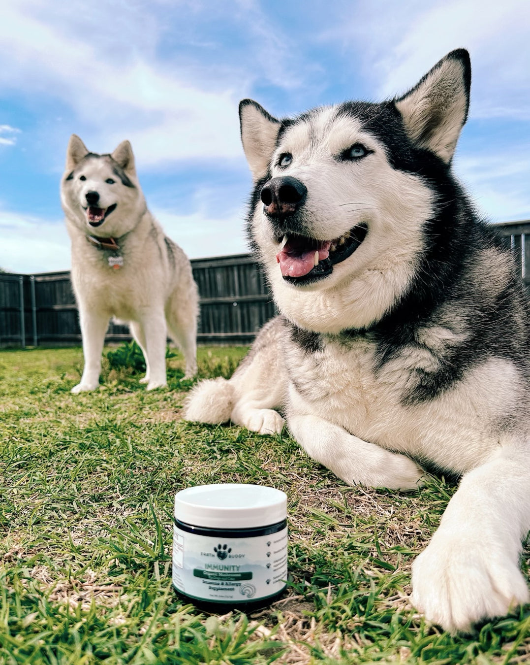 2 Siberian huskies with white & black coats calmly laying in grass with jar of medicinal mushrooms.