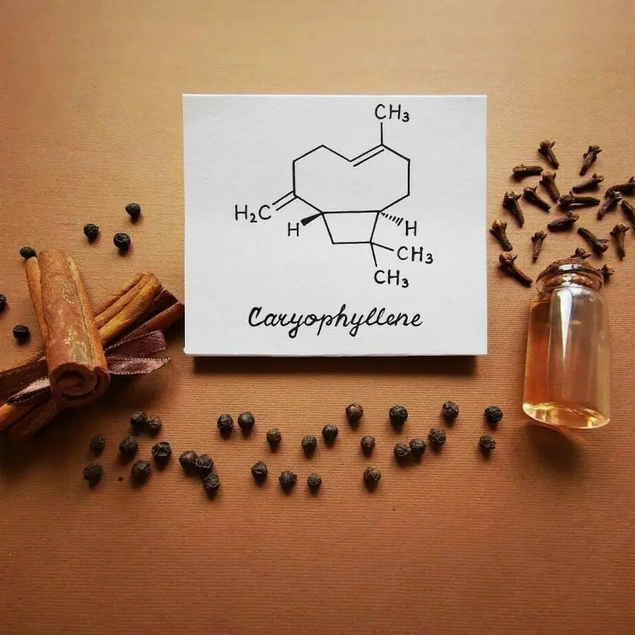 Cannabinoids and Terpenes for Dogs: What's Actually in Hemp