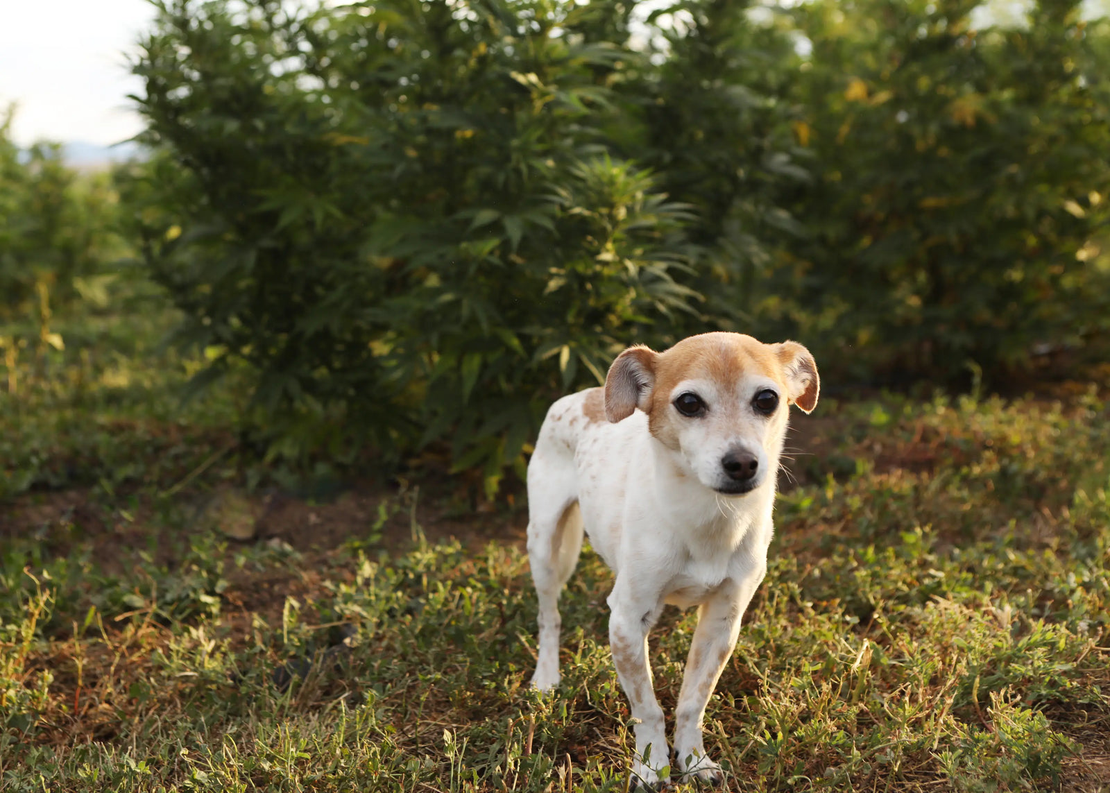 How CBD Works for Dogs & Cats: The Science Behind Cannabidiol
