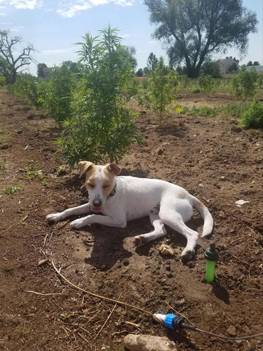 How CBD Works: The Science Behind Cannabidiol for Pets