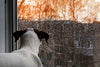 Can Your Dog Sense a Storm Is Coming?