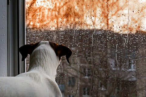How Far Away Can A Dog Sense A Storm