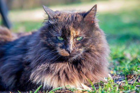 How Long Do Cats Live