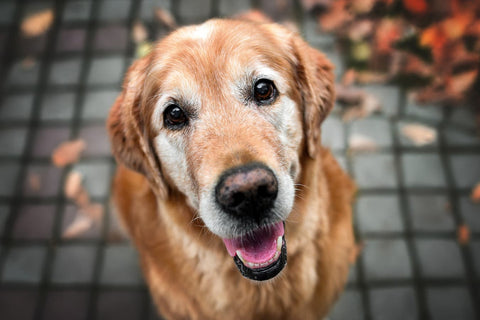 Dog looking at the camera sitting on a sidewalk