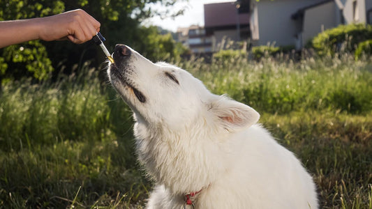 How Long Does Cbd Stay In Dogs System