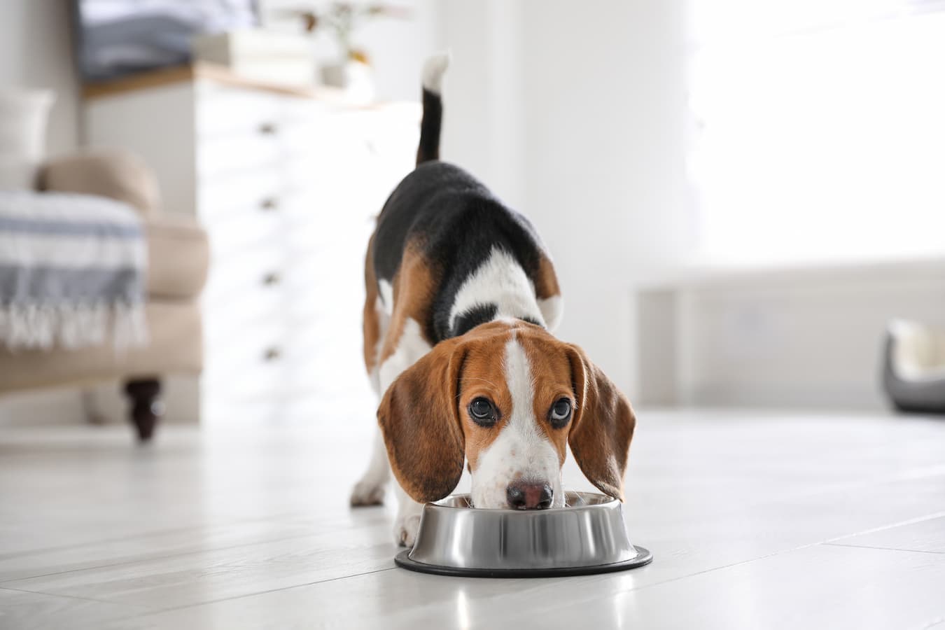 How Long Does It Take a Dog To Digest Food?