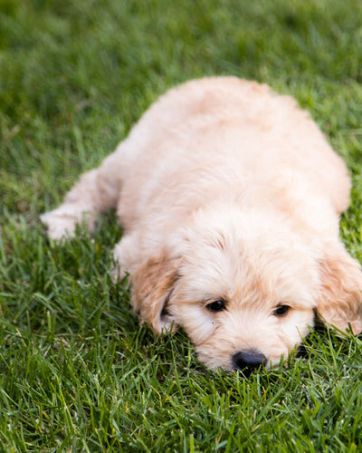 How Many Hours Do Dogs Sleep a Day?