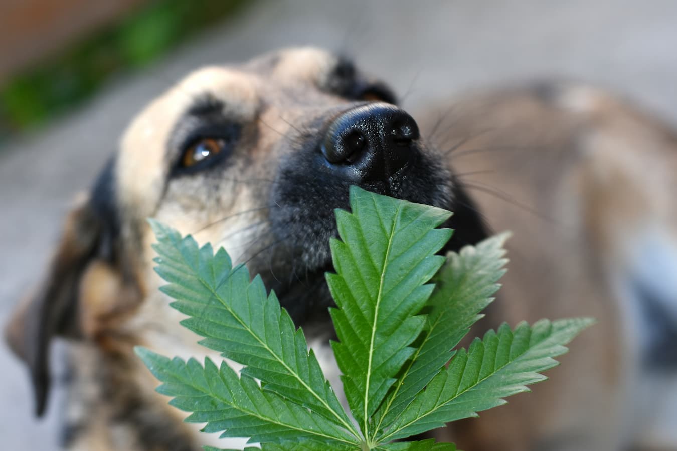 How Many Times a Day Can I Give My Dog Hemp Oil?