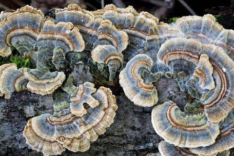 Learning About Turkey Tail Mushrooms for Dogs