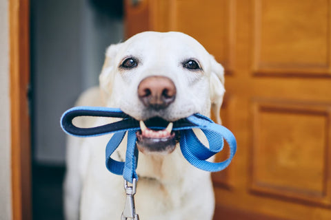 How Often Should You Walk Your Dog