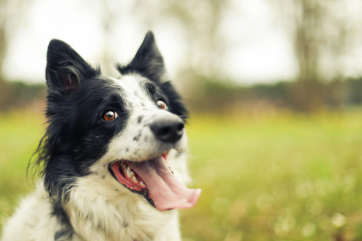 How to Calm a Panting Dog: 3 Tips & Tricks