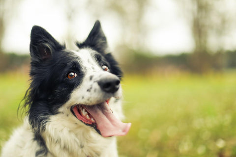 How To Calm A Panting Dog