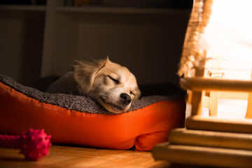 How To Calm A Restless Dog At Night